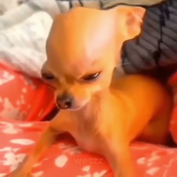 Prévia do vídeo mostrando um meme editado num vídeo do Weszz